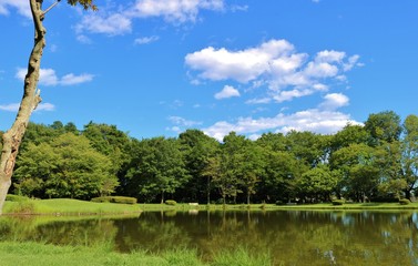Fototapeta premium 風景 夏 とちぎ 公園
