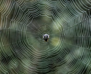 araña