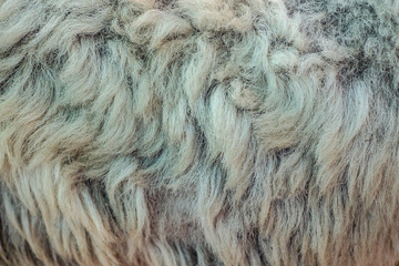 Raw wool  sheep for Fashion industry,for background.