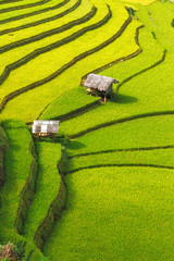 Rice field at Mu Cang Chai, Vietnam