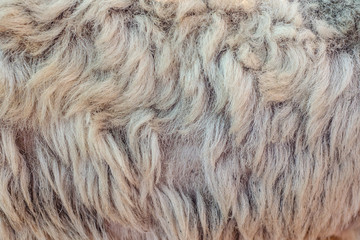 Raw wool  sheep for Fashion industry,for background.