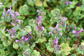 Henbit (Lamium amplexicaul)