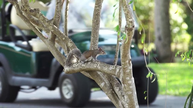 Grey Squirrel In Tree With Golf Cart Passing Behind