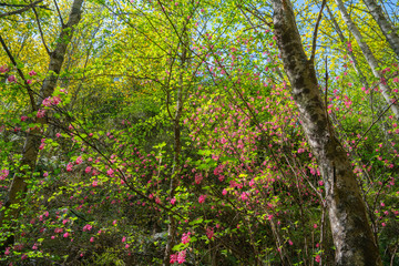 Pink blossom amongst deciduous trees