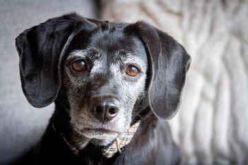 Small black dog with gray fur around her brown eyes and muzzle and very floppy ears looks curiously...