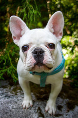 A small white french bulldog puppy sits and gives the viewer a serious look.