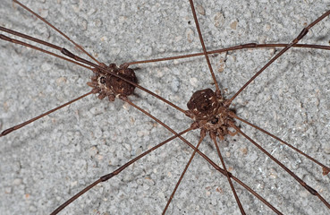 Macro Photo of Two Harvestmen or Daddy Longlegs on The Wall