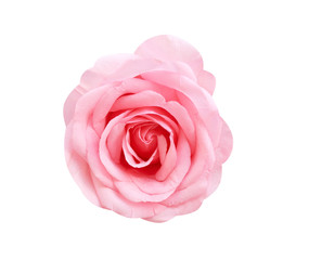 Colorful big light pink rose flowers blooming natural patterns top view isolated on white background with clipping path