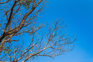 Fototapeta na wymiar Tree branches under the blue sky.Thailand.