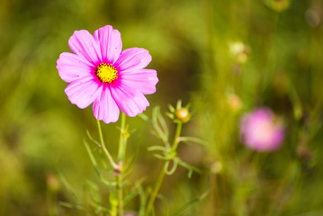 Obraz premium Cosmos flower in field , selective focus.Thailand.