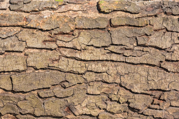 Scorched bark close up, background. Wooden texture abstract background.