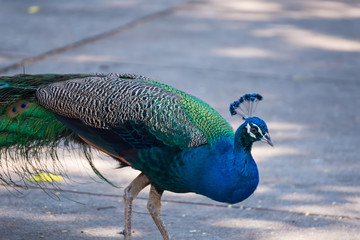 Fototapeta premium Male colorful peacock in the temple Thailand.
