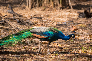 Obraz premium Male colorful peacock in the temple Thailand.
