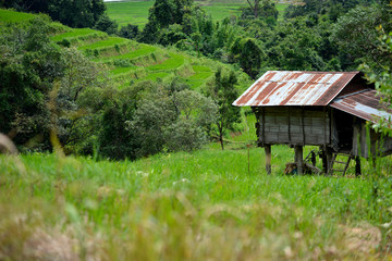 Obraz premium A bamboo cottage in a rice terrace field