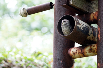 A cute owlet in a rusty beam hole