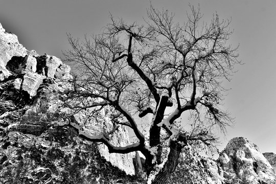 Zion in winter