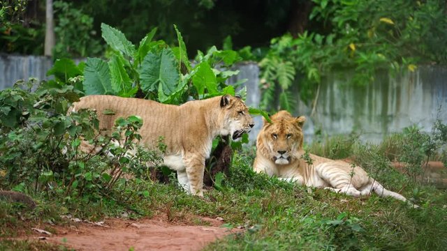 Liger brother and liger sister.  Ligers have a tiger-like striped pattern but looks more like lions.