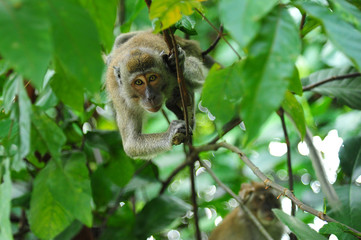 Monkey on the trees