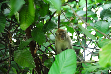 Monkey on the trees