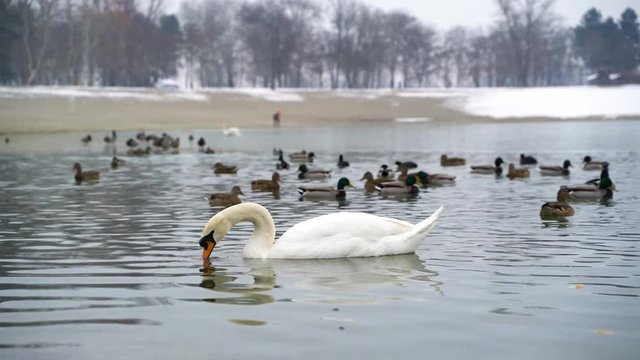 Close up image of white swan eating at Bundek, Zagreb, Croatia.