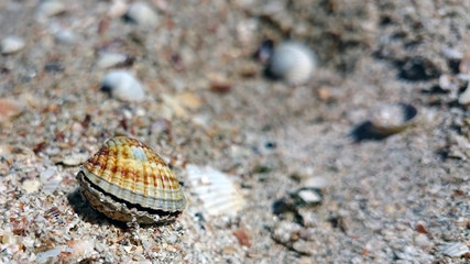 Beautiful seashells. Sea of Azov.