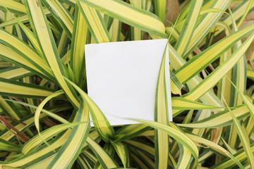 torn paper on leaf background with copy space for text