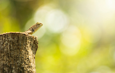 The chameleon close-up on tree, animal in nature close-up, animal in wildlife