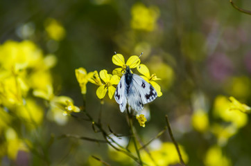 La mariposa en un mar de flores amarillas