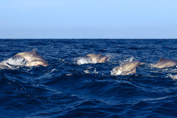 Naklejka premium Dolphin motherhood