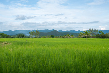 The beautiful landscape and paddy rice field in the countryside of Chiang Rai province of Thailand.