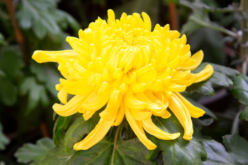 Chrysanthemum