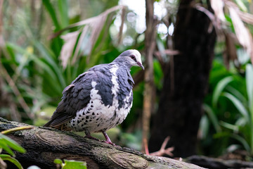 Wonga pigeon or Leucosarcia melanoleuca in Australia