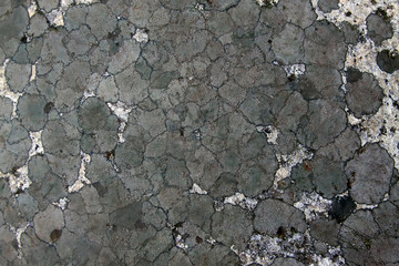 Lichen fungi on rocks
