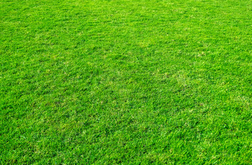 Background of green grass field. Green grass pattern and texture. Green lawn for background.