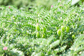 Fresh Green Chickpeas field , Chick peas also known as harbara or harbhara in hindi and Cicer is scientific name,
