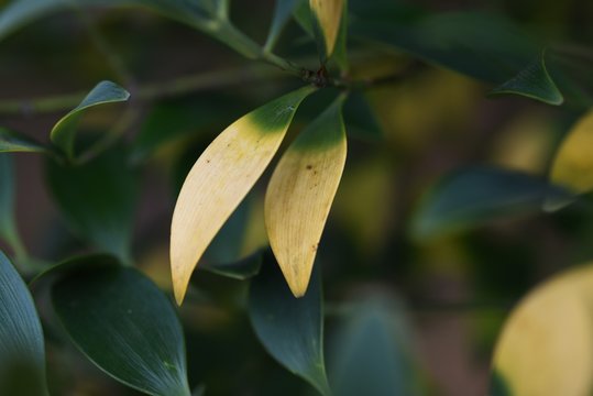 Leaves of the houseplants "Nagi" (Asian bayberry)
