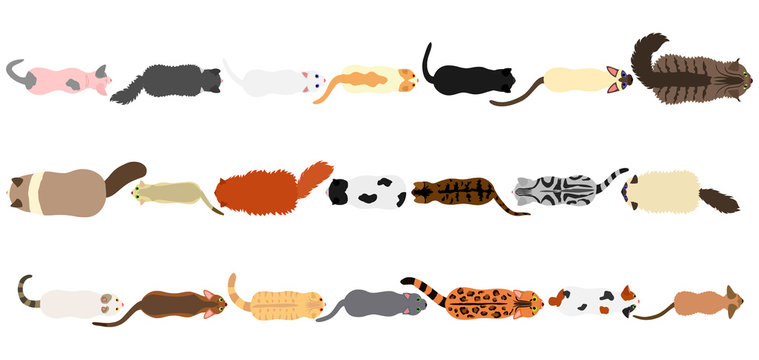 cats border set