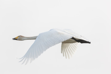 Cygnus cygnus