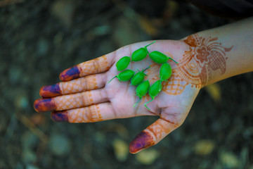 Fresh Green Chickpeas field , Chick peas also known as harbara or harbhara in hindi and Cicer is...