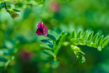 Fresh Green Chickpeas field , Chick peas also known as harbara or harbhara in hindi and Cicer is...