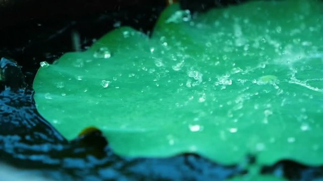 close up rain water drop on nature fresh green lotus leaf , slow motion rain falling on to hydrophobic surface leaf