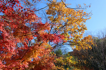 青空に映える紅葉