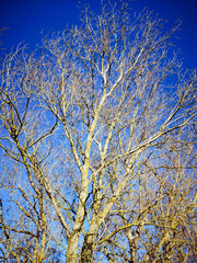 Winter Trees in Combe Valley, East Sussex, England