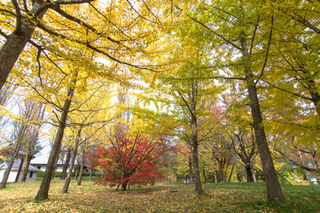 Fototapeta premium autumn tree colorful