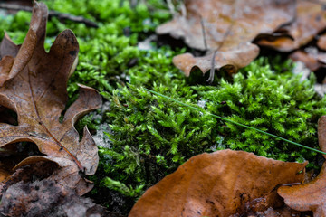 Herbstmoos