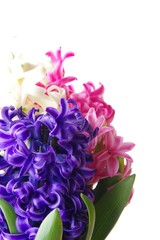 春の花　ヒヤシンス