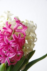 春の花　ヒヤシンス