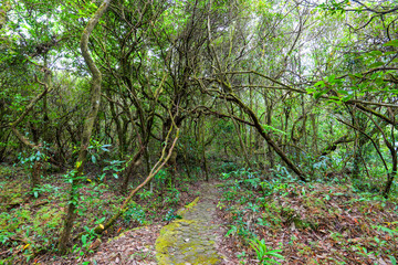 Ancient forest with green plant and tree ivy vine wood jungle