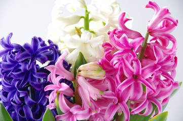 春の花　ヒヤシンスの花