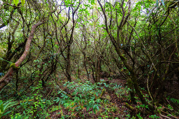 Ancient forest old with green plant and tree ivy vine wood jungle